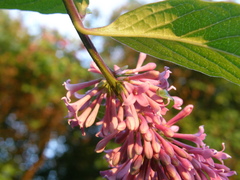Syringa komarowii