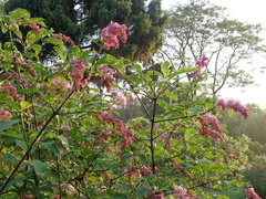 Syringa komarowii
