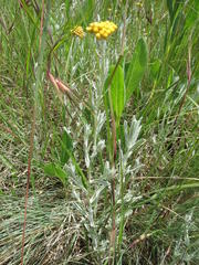 Helichrysum aureonitens