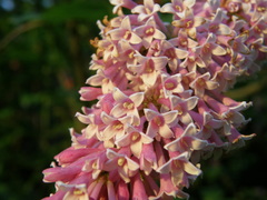Syringa komarowii