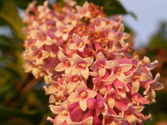 Syringa komarowii