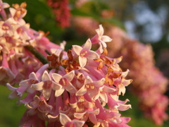 Syringa komarowii