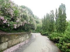 Syringa chinensis
