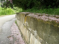 Syringa chinensis