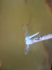 Libellula comanche