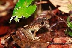 Pulchrana baramica