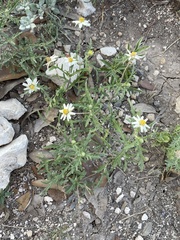 Melampodium cinereum