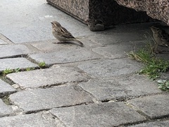 Passer domesticus domesticus