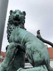 Passer domesticus domesticus