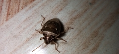 Eysarcoris ventralis