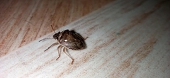 Eysarcoris ventralis