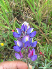 Lupinus sparsiflorus