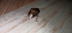 Eysarcoris ventralis