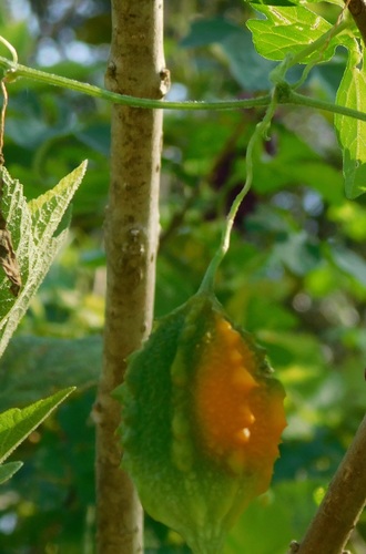 Momordica charantia