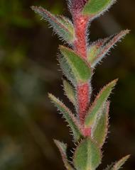 Lobostemon argenteus