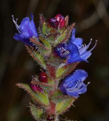 Lobostemon argenteus