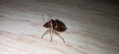 Eysarcoris ventralis