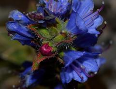 Lobostemon argenteus