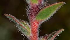 Lobostemon argenteus