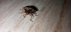Eysarcoris ventralis