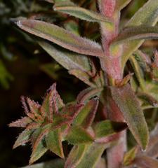 Lobostemon argenteus