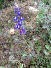 Lupinus sparsiflorus