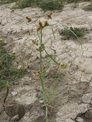 Cyperus glomeratus