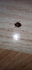 Eysarcoris ventralis