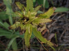 Pedicularis lanceolata