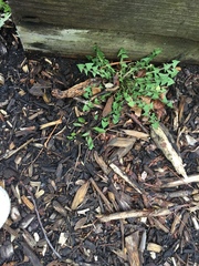 Taraxacum officinale