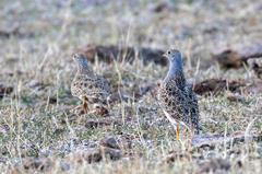 Thinocorus orbignyianus