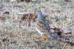 Thinocorus orbignyianus