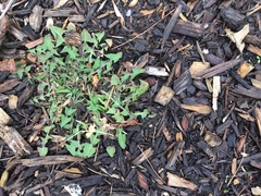 Taraxacum officinale