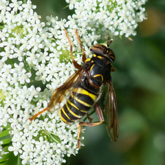Spilomyia diophthalma