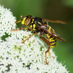 Spilomyia diophthalma