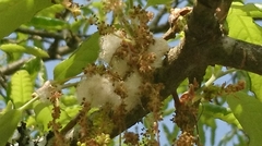 Andricus quercusramuli