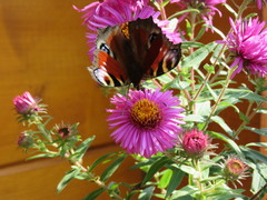 Aglais io
