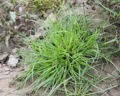 Cyperus michelianus