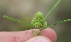 Cyperus michelianus