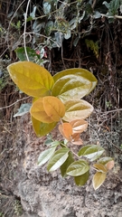 Macleania cordifolia