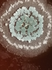 Penicillium