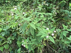 Lantana trifolia