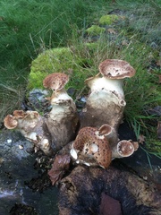 Cerioporus squamosus