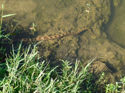 Brown Water Snake, Nerodia taxispilota