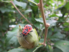 Pyrrhocoris apterus
