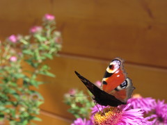 Aglais io