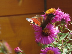 Aglais io