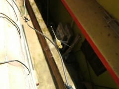 Diplacodes trivialis