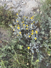 Thymophylla micropoides