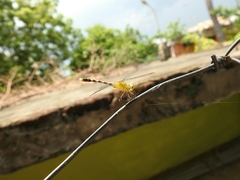 Diplacodes trivialis